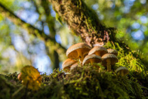 Mushrooms in Gisburn Forest