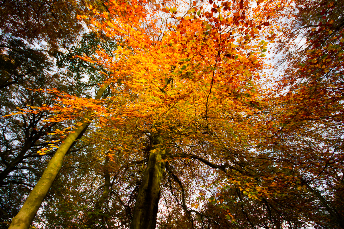 A Waterfall of Colour | KTSI-2067