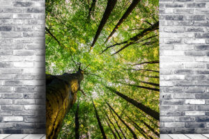 Tree Cathedral | Wall Art