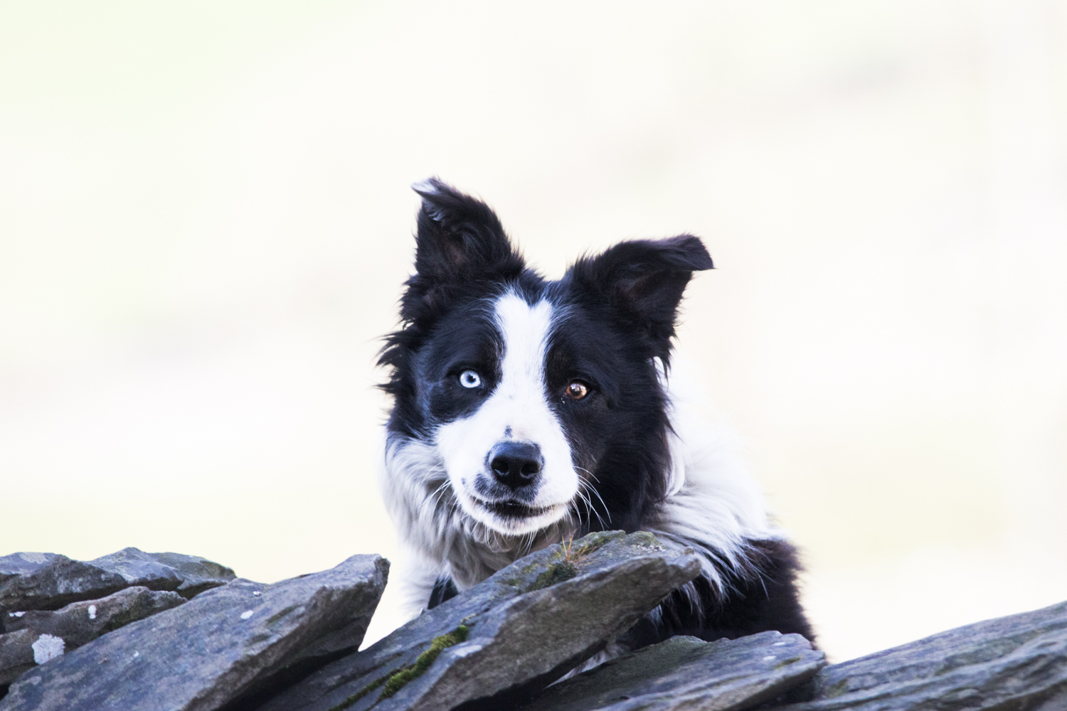Ever Watchful | KTSI-2139