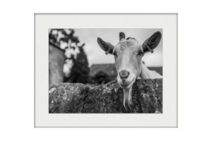 Hello Goat | Mounted Print