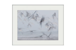Ghost Birds | Mounted Print