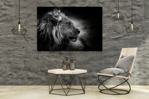 Africa Collection