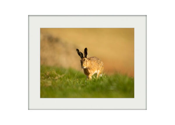 Curious Hare A3 Mockup